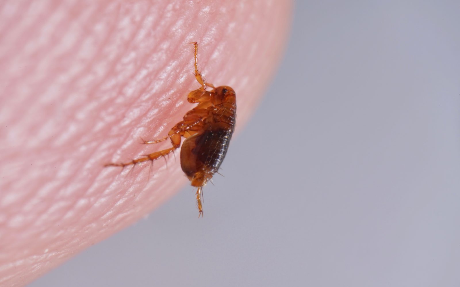 best flea control for home nottingham