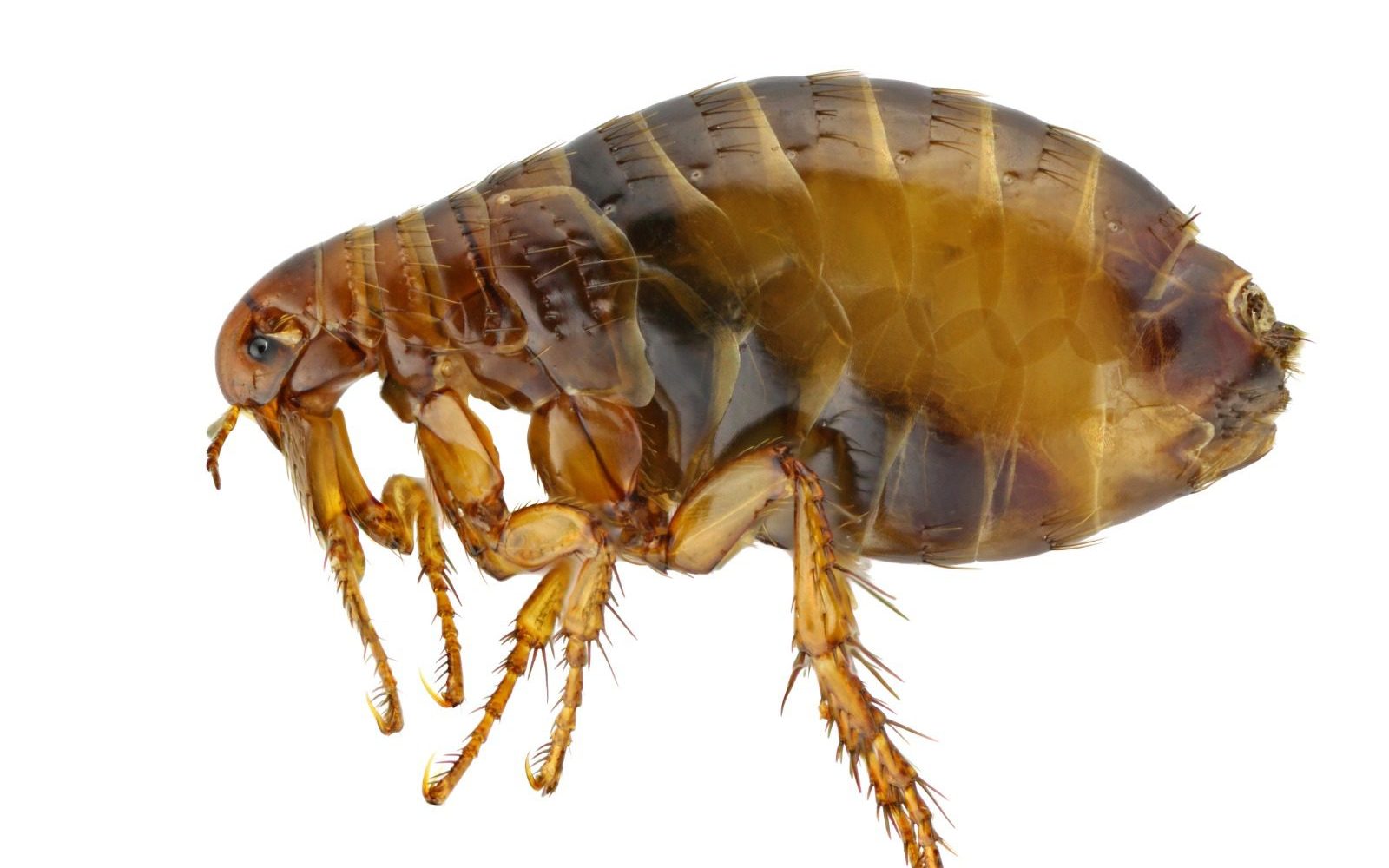 flea and pest control derby